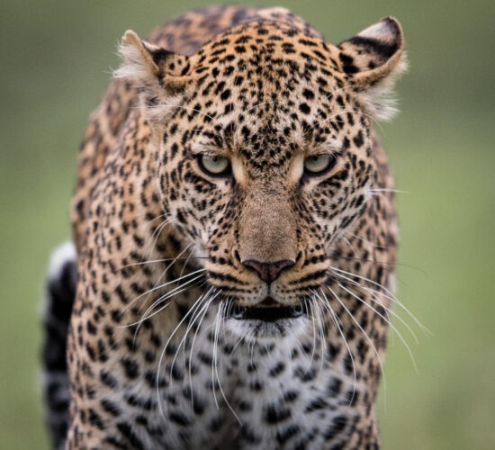 Leopard Masaai Mara
