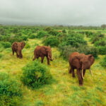 Elephants- Filip Agoo