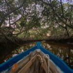 Through the Mangroves