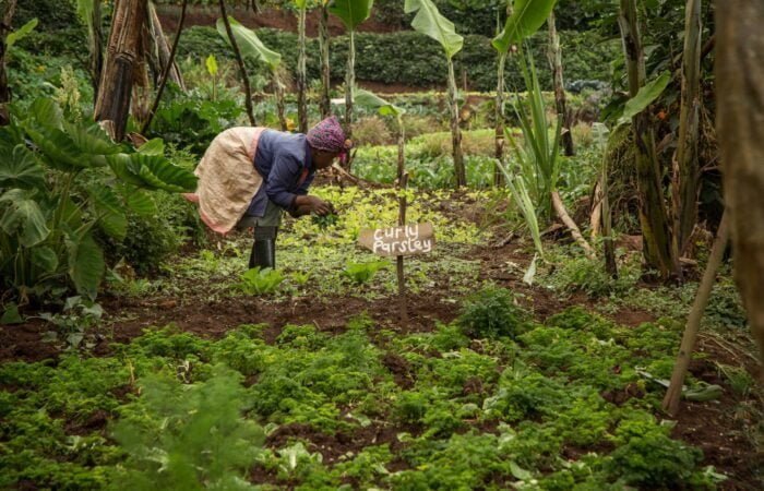 Farm Tour with Farm - Travel4Purpose in Nairobi City - Kenya (9) Vegetables