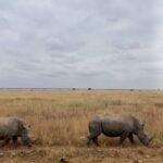 Rhinos in Nairobi National Park Safari - Travel4Purpose in Nairobi City - Kenya (3)