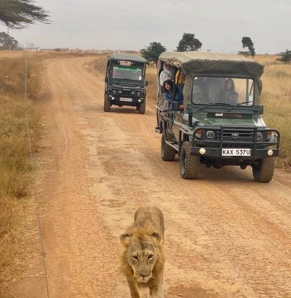 Lion in Nairobi National Park Safari - Travel4Purpose in Nairobi City - Kenya (4)