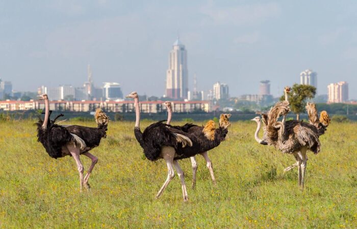 Ostriches in Nairobi National Park Safari - Travel4Purpose in Nairobi City - Kenya (6)