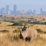 Rhino in Nairobi National Park Safari - Travel4Purpose in Nairobi City - Kenya (7)