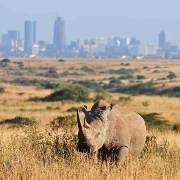 Rhino in Nairobi National Park Safari - Travel4Purpose in Nairobi City - Kenya (7)