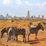 Zebras in Nairobi National Park Safari - Travel4Purpose in Nairobi City - Kenya (8)